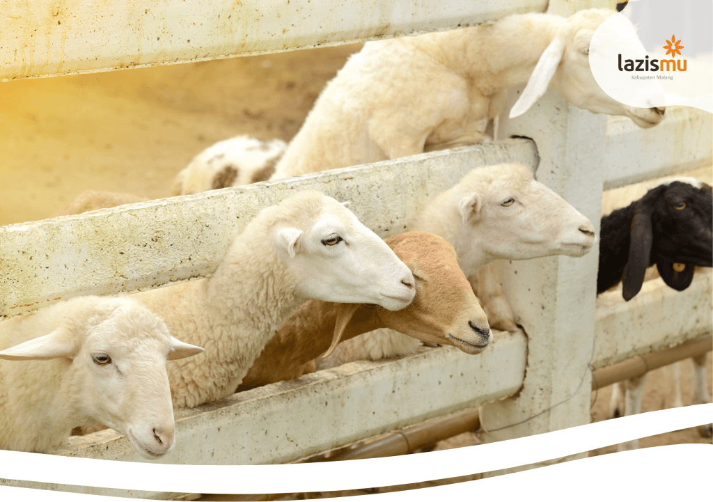 Satu Hewan untuk Akikah dan Kurban Sekaligus, Bolehkah?